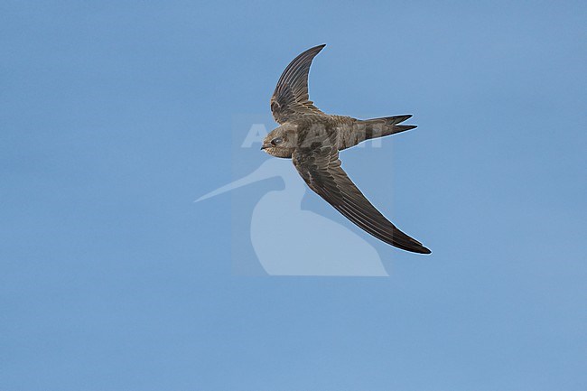 Plain Swift (Apus unicolor) flying against blue sky over the island of Madeira. stock-image by Agami/Marcel Burkhardt,