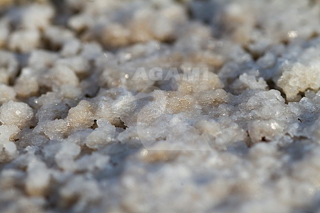 Salt, Oman stock-image by Agami/Ralph Martin,