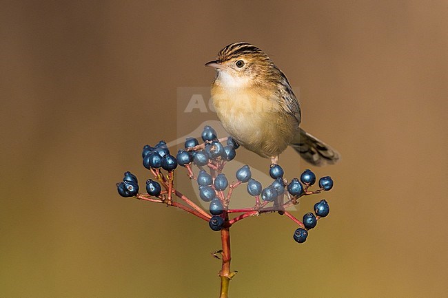 Zitting Cisticola (Cisticola juncidis) in winter and perched on a branch with blueberries stock-image by Agami/Daniele Occhiato,