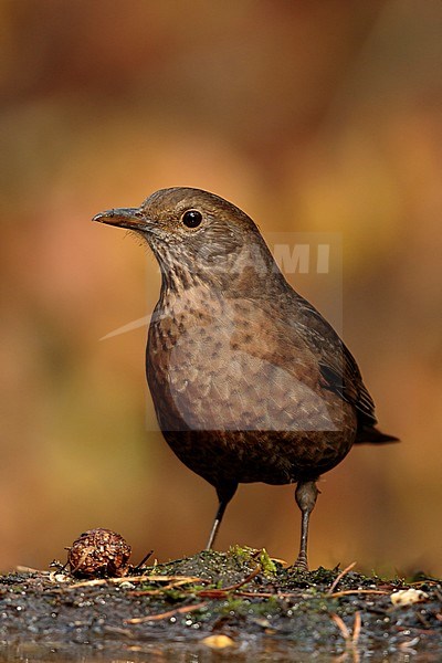 Merel zittend voor vijver; Common blackbird sitting in front of pond; stock-image by Agami/Walter Soestbergen,