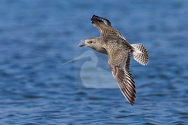 Juveniele Zilverplevier in de vlucht; Juvenile Grey Plover in flight stock-image by Agami/Daniele Occhiato,