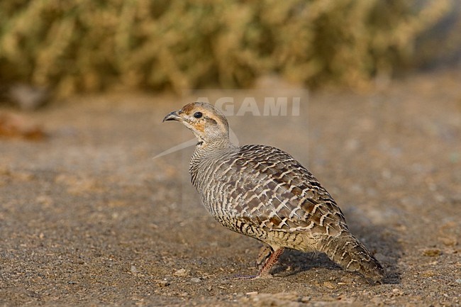 Grijze Frankolijn; Grey Francolin stock-image by Agami/Daniele Occhiato,