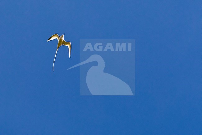 White-tailed Tropicbird (Phaeton lepturus) 
FajÃ£zinha, Flores, Azores Archipelago, Portugal. (N39Â°25â€™57â€ â€“ W31Â°15â€™15â€)
Azores are reached by twitchers every October, those birdwatchers research American birds and the best place to see them is the western islands as Corvo and Flores. The interest of those Islands rising years after years. This year we had a real surprise when we receive a text by a Finnish Birder on the opposite Island, he say that they have just found an African White-tailed Tropicbird, this is an Orange tone morph. We manage to cross the channel between the 2 islands the next day to twitch the bird. The behaviour of this bird was really strange for this exclusive pelagic seabird because the church of FajÃ£zinha seemed very attractive with numerous attempts at each visit to enter a rain gutter in the vicinity of the churchâ€™s bell-tower. The Tropicbird kept this behaviour every days at same hour for more than one week. It was not really shy because it fly at less than 2 meters from me in streets at low height before to land on the rough of habitation, it is uncommon to see those kind of bird before a green background.. We were like in Fairy Tales with this situation. stock-image by Agami/Vincent Legrand,