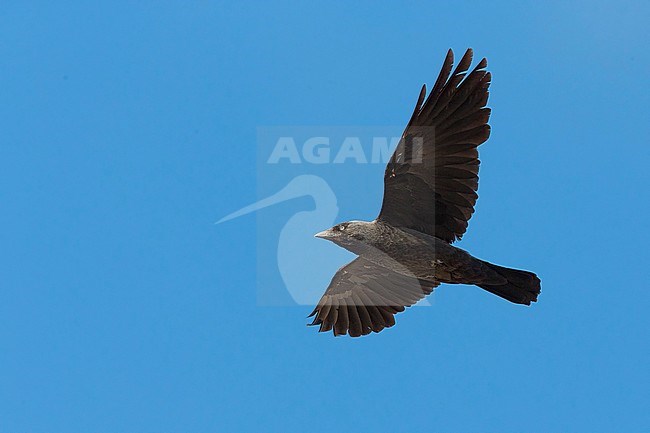 Jackdaw, Adult, Basilicata, Italy (Corvus monedula) stock-image by Agami/Saverio Gatto,