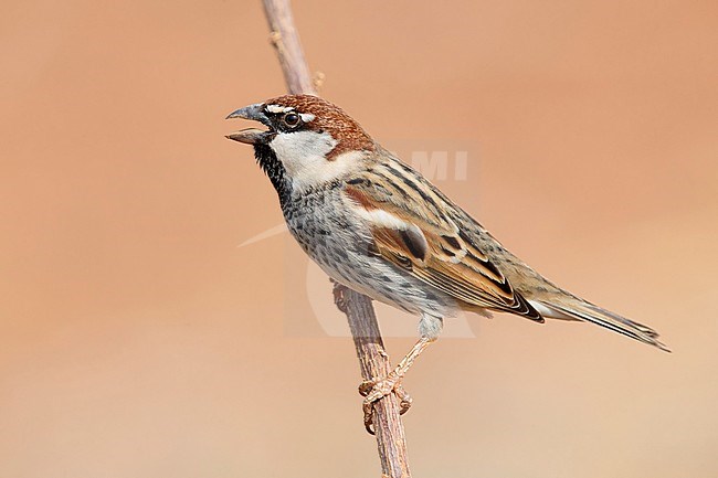 Spanish Sparrow, Male, Santiago, Cape Verde (Passer hispaniolensis) stock-image by Agami/Saverio Gatto,