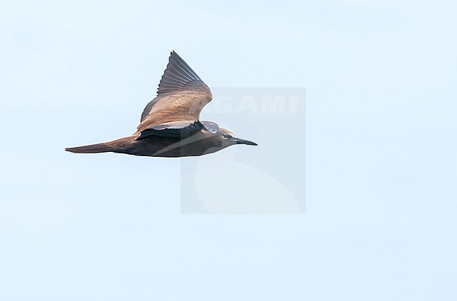 Common Brown Noddy, Anous (stolidus) stolidus, in the central Atlantic ocean, south of the equator. stock-image by Agami/Marc Guyt,