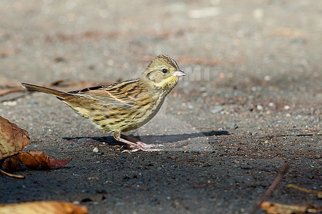 Masked Bunting in Hokkaido, Japan stock-image by Agami/Stuart Price,