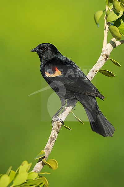 Adult male Red-winged Blackbird (Agelaius phoeniceus) in Miami-Dade County, Florida, USA. stock-image by Agami/Brian E Small,