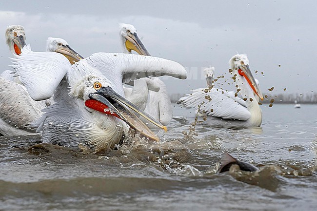 Dalmatian Pelican (Pelecanus crispus) feeding on fish on lake Kerkini in Greece. stock-image by Agami/Marcel Burkhardt,