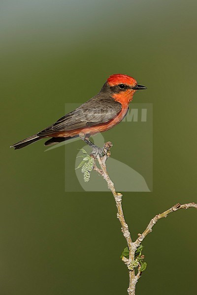 Adult male Vermilion Flycatcher, Pyrocephalus obscurus, in breeding plumage
Riverside County, California, USA. stock-image by Agami/Brian E Small,