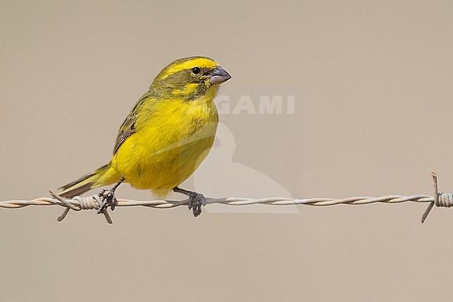 Yellow Canary (Crithagra flaviventris), adult male perched on a barbed wire, Western Cape, South Africa stock-image by Agami/Saverio Gatto,
