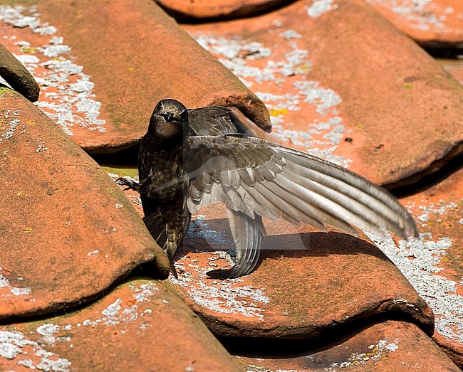 Gierzwaluw zittend op een dak van een huis; Common Swift perched on a rooftop stock-image by Agami/Marc Guyt,