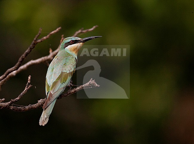 African Blue-cheeked Bee-eater (Merops persicus chrysocercus) wintering in Sierra Leona. stock-image by Agami/David Monticelli,