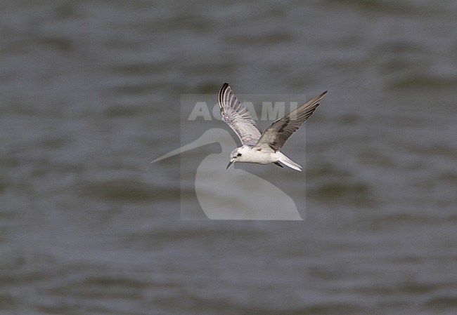 White-winged tern (Chlidonias leucopterus) flying. Adult moulting from summer to winterplumage. Almere, Netherlands. stock-image by Agami/Karel Mauer,