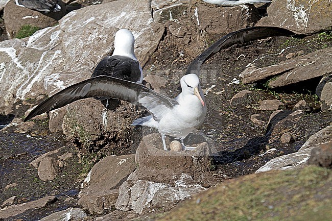 Black-browed Albatross (Thalassarche melanophrys) onit’s nest on the Falklands Islands. stock-image by Agami/Pete Morris,