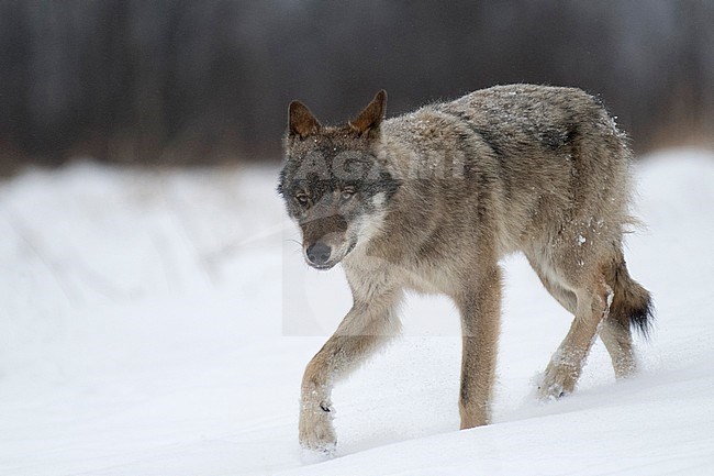 Wolf in snow covered forest in Poland stock-image by Agami/Han Bouwmeester,