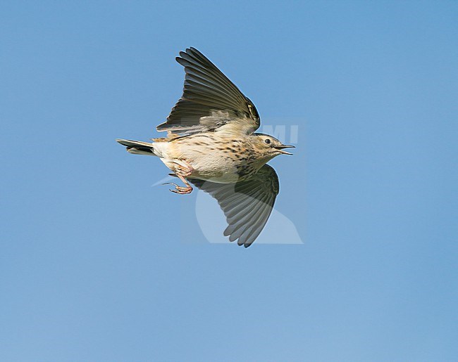 singing and displaying Meadow Pipit (Anthus pratensis) in song flight, display flight in blue sky showing underside stock-image by Agami/Ran Schols,