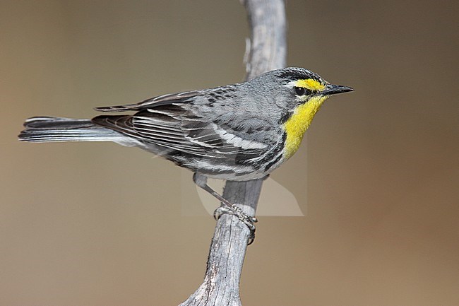 Adult male
Cochise Co., AZ
April 2009 stock-image by Agami/Brian E Small,