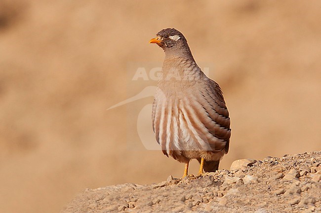 Sand Partridge standing in an Israeli desert. stock-image by Agami/Dubi Shapiro,