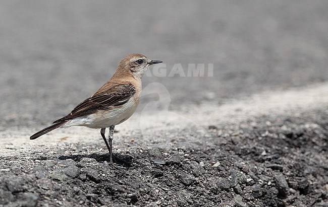 Western Black-eared Wheatear, Oenanthe hispanica (female), Bolonia, Andalucia, Spain stock-image by Agami/Helge Sorensen,