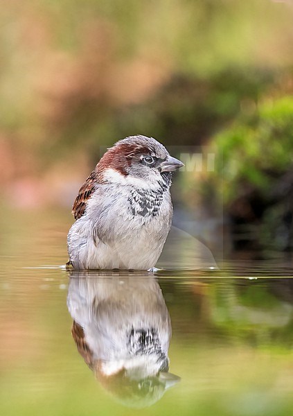 Adult male House Sparrow (Passer domesticus) perched in a pool stock-image by Agami/Roy de Haas,
