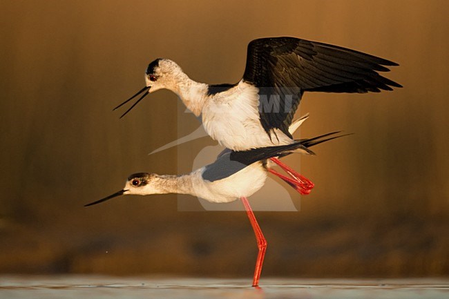 Steltkluut parend in water; Black-winged Stilt mating in water stock-image by Agami/Bence Mate,