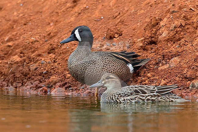 Blue-winged Teal, male, Garganey, female, Boavista, Cape Verde (Anas discors) (Anas querquedyla stock-image by Agami/Saverio Gatto,