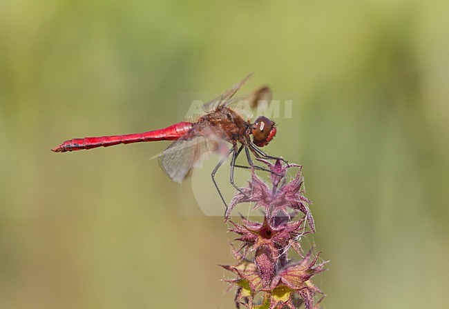 Imago Bandheidelibel man; Adult Banded Darter stock-image by Agami/Fazal Sardar,