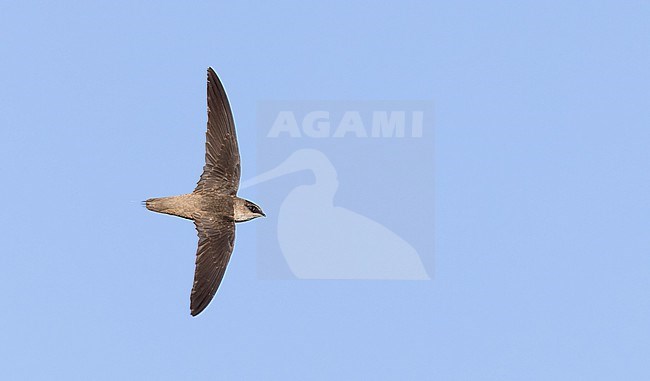 Vaux's Swift, Chaetura vauxi, in flight. stock-image by Agami/Ian Davies,