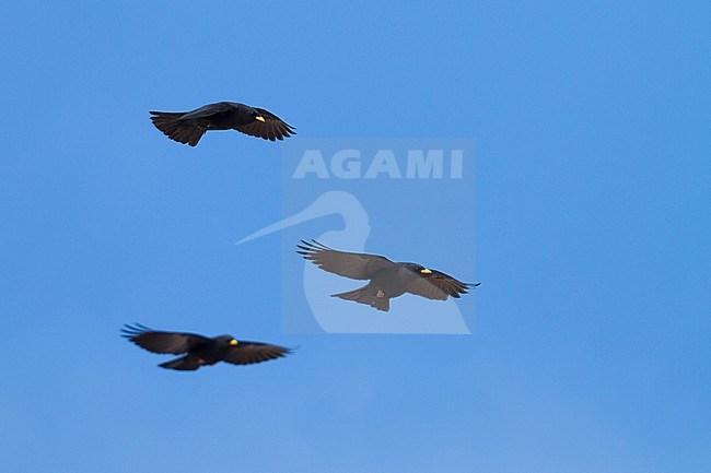 Alpenkauw in de vlucht; Alpine Chough in flight stock-image by Agami/Ralph Martin,