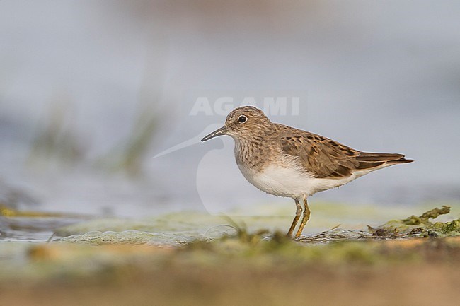 Temminck's Stint - Temminckstrandläufer - Calidris temminckii, Kazakhstan, adult, breeding plumage stock-image by Agami/Ralph Martin,