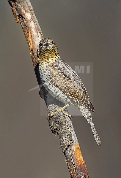 Eurasian Wryneck (Jynx torquilla) resting on vertical branch in Italy. Looking straight into the camera. stock-image by Agami/Alain Ghignone,