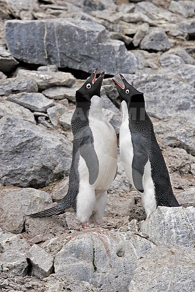 Two Adelie penguins (Pygoscelis adeliae) displaying on Antarctica. stock-image by Agami/Pete Morris,