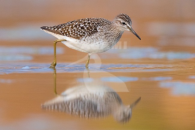 Wood Sandpiper (Tringa glareola), side view of an adult standing in the water, Campania, Italy stock-image by Agami/Saverio Gatto,