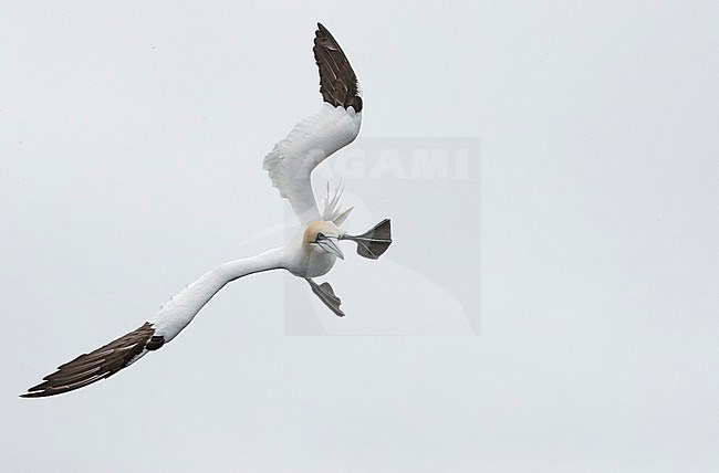 Adult Northern Gannet (Morus bassanus) during summer on the Shetland islands in Scotland. Landing in the colony. stock-image by Agami/Markus Varesvuo,