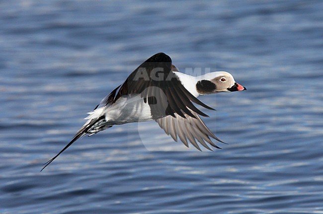 IJseend, Long-tailed Duck, Clangula hyemalis stock-image by Agami/Hugh Harrop,