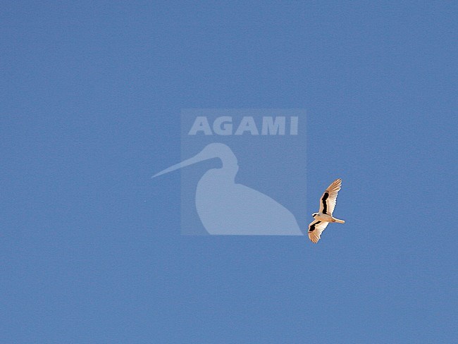 Letter-winged Kite (Elanus scriptus) flying again a blue Australian sky stock-image by Agami/Pete Morris,