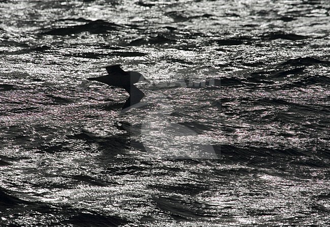 Black-browed Albatross flying above open ocean against the sun; Wenkbrauwalbatros vliegend boven de oceaan met tegenlicht stock-image by Agami/Marc Guyt,