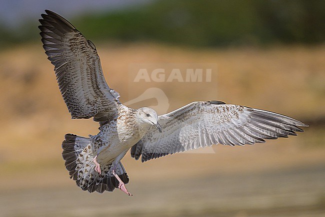 Lesser black-backed gull (Heuglin's), Larus fuscus heuglini, in flight. stock-image by Agami/Sylvain Reyt,