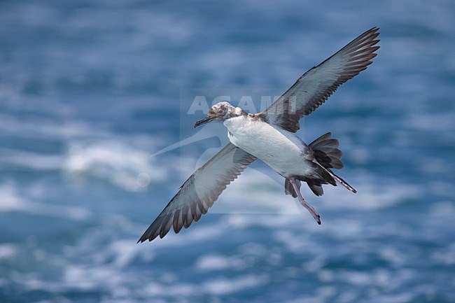 Yelkouanpijlstormvogel in de vlucht; Yelkouan Shearwater in flight stock-image by Agami/Daniele Occhiato,