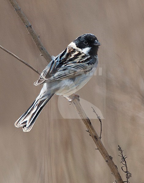 Doortrekkende Pallas' Rietgors aan de oostkust van China; Migrant Pallas's Bunting during migration on the east coast of China stock-image by Agami/Marc Guyt,