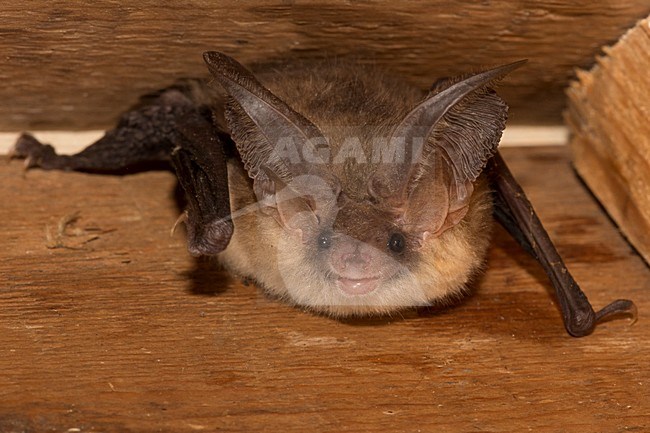 Gewone grootoorvleermuis, Brown long-eared bat, Plecotus auritus stock-image by Agami/Theo Douma,