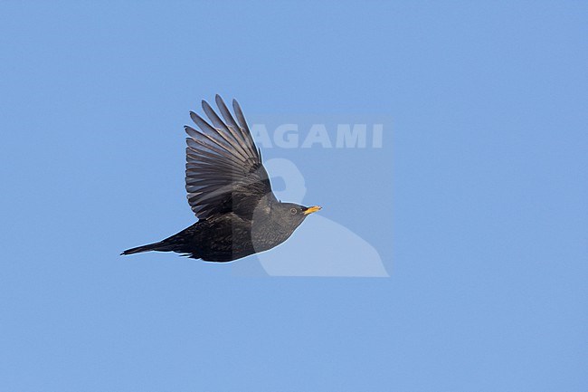 Adult male Common Blackbird (Turdus merula) in flight at Rudersdal, Denmark stock-image by Agami/Helge Sorensen,