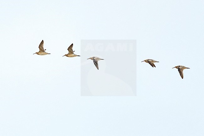 Five Little Curlews (Numenius minutus) in flight during autumn migration in Mongolia. stock-image by Agami/Mathias Putze,