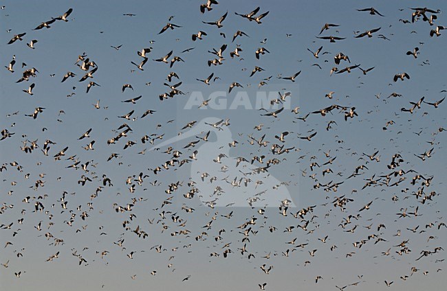 Kievit in vlucht; Northern Lapwing in flight stock-image by Agami/Hans Gebuis,