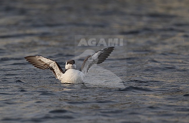 Wintering Common Guillemot (Uria aalge) wing flapping at Rungsted Harbor in Denmark. stock-image by Agami/Helge Sorensen,