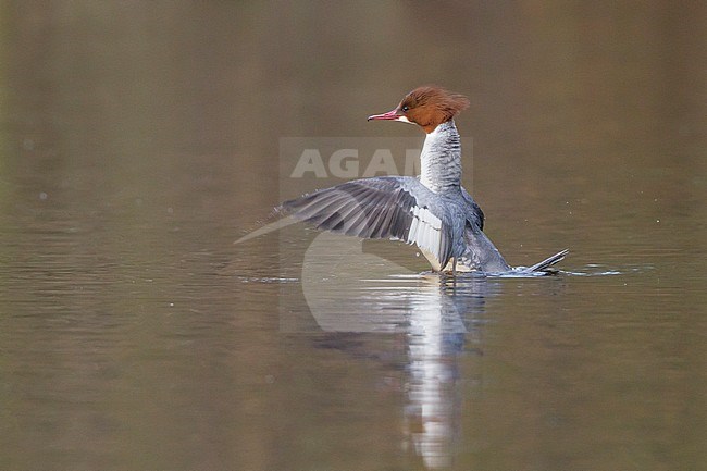 Grote Zaagbek strekt vleugels uit; Goosander stretching wings stock-image by Agami/Menno van Duijn,