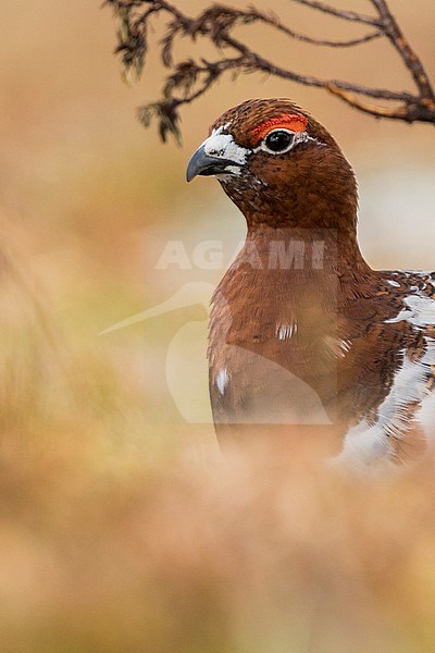 Adult male Willow Grouse (Lagopus lagopus koreni) in the Ural mountains of Russia. Bird in summer plumage walking on russian moorland. stock-image by Agami/Ralph Martin,