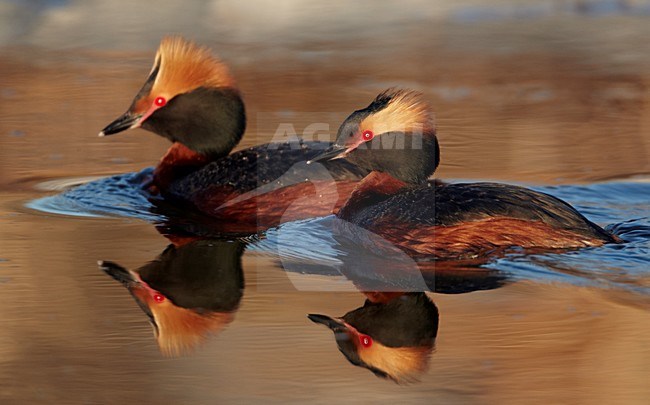 Adult zomer Kuifduiker; Adult summer Horned Grebe stock-image by Agami/Markus Varesvuo,