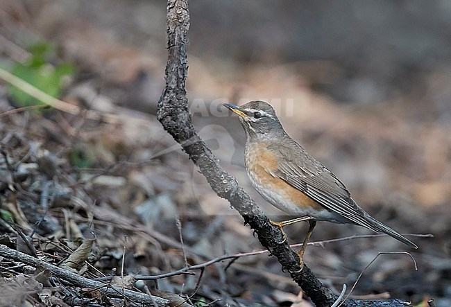 Second-year Eyebrowed Thrush ( (Turdus obscurus) during spring migation on Happy Island on the east coast of China. stock-image by Agami/Markus Varesvuo,